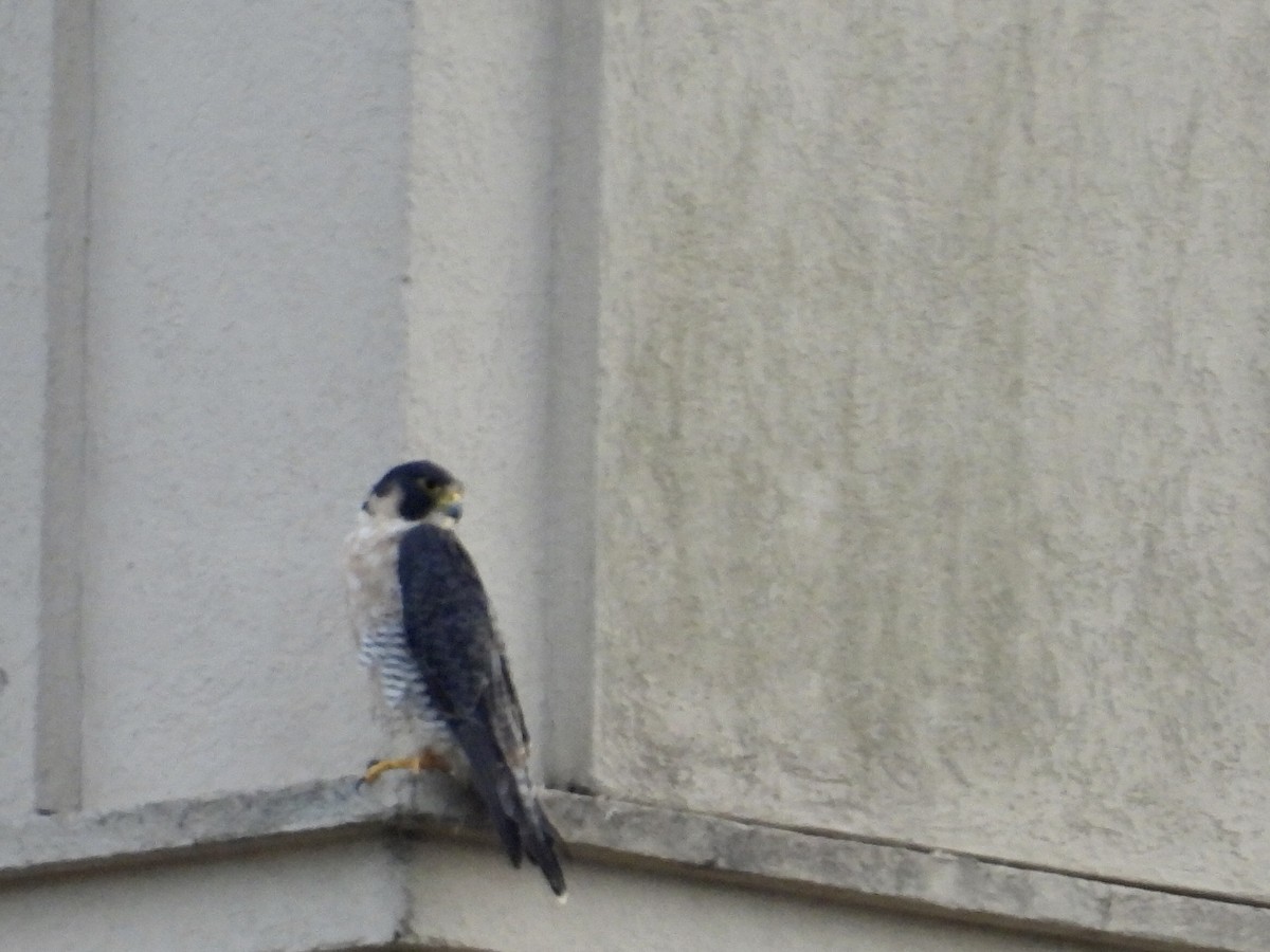 Peregrine Falcon - ML647532571