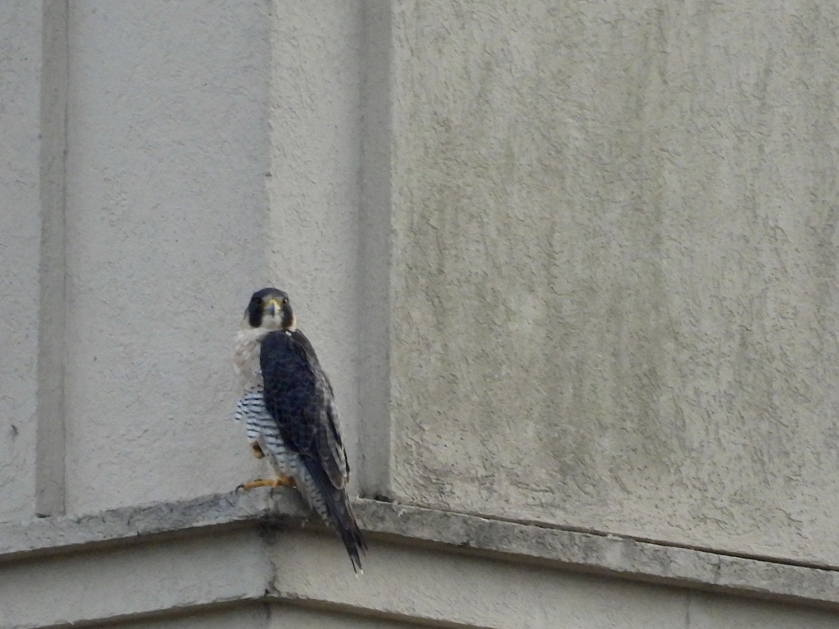 Peregrine Falcon - ML647532572