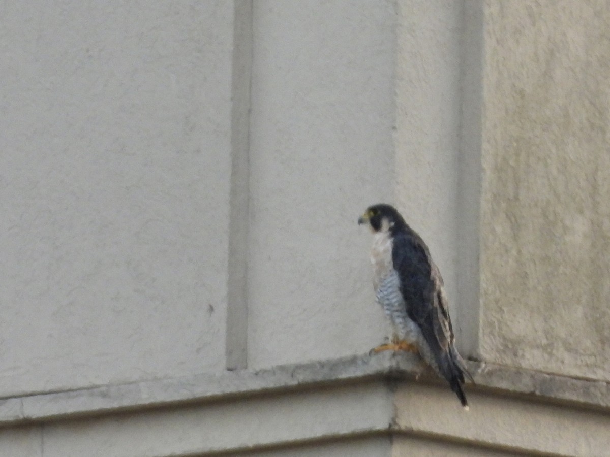 Peregrine Falcon - ML647532573