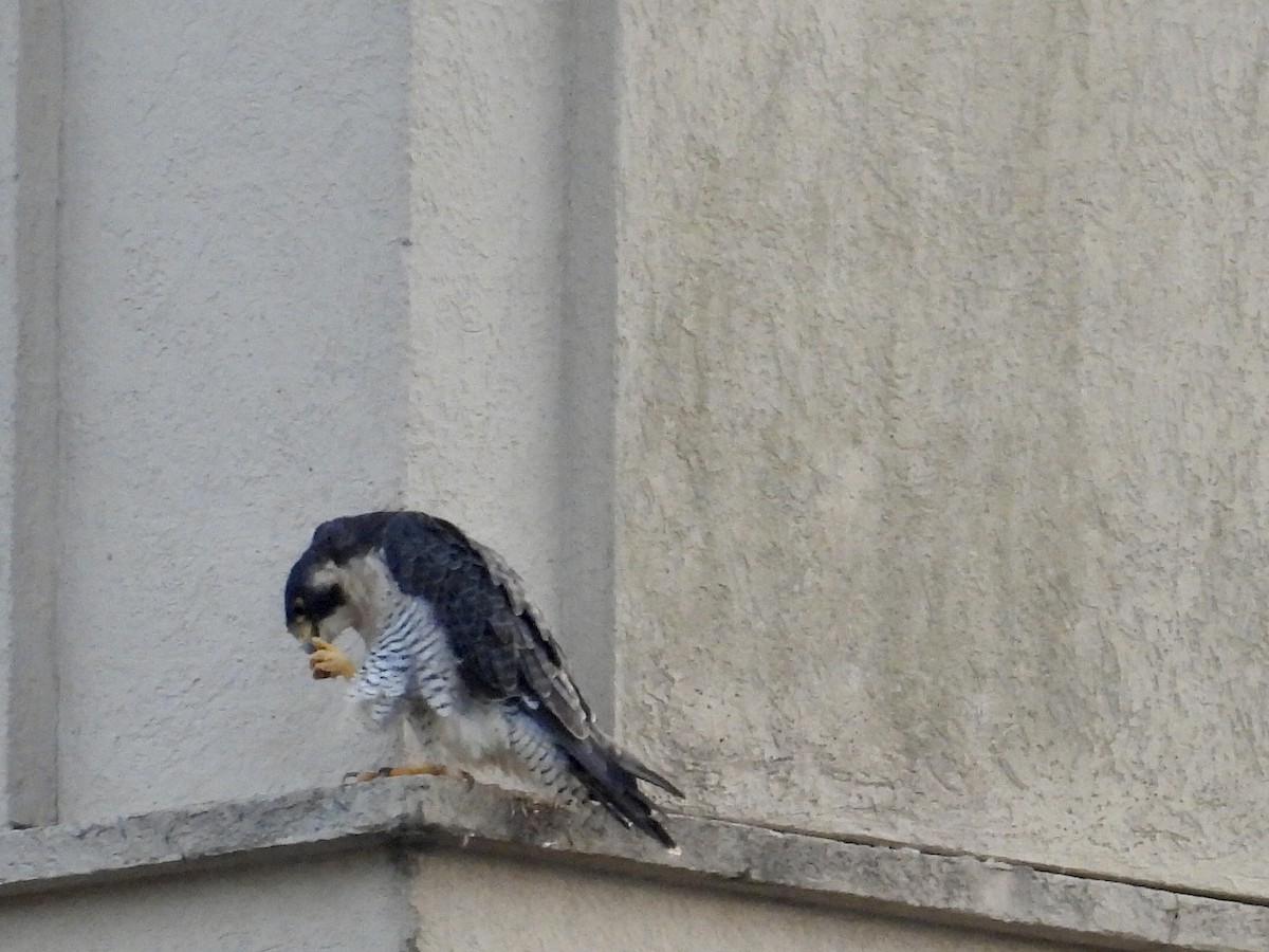 Peregrine Falcon - ML647532574