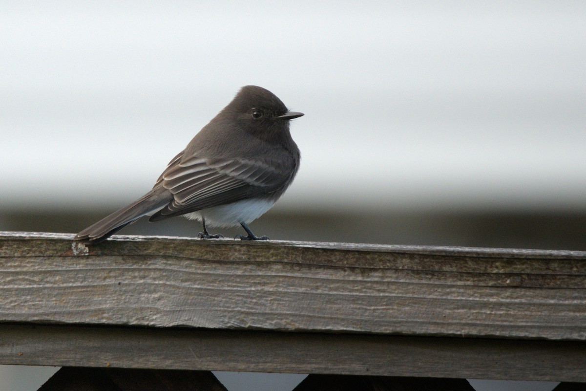 Black Phoebe - ML647532584