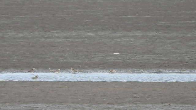 חופזי אמריקני - ML647532586