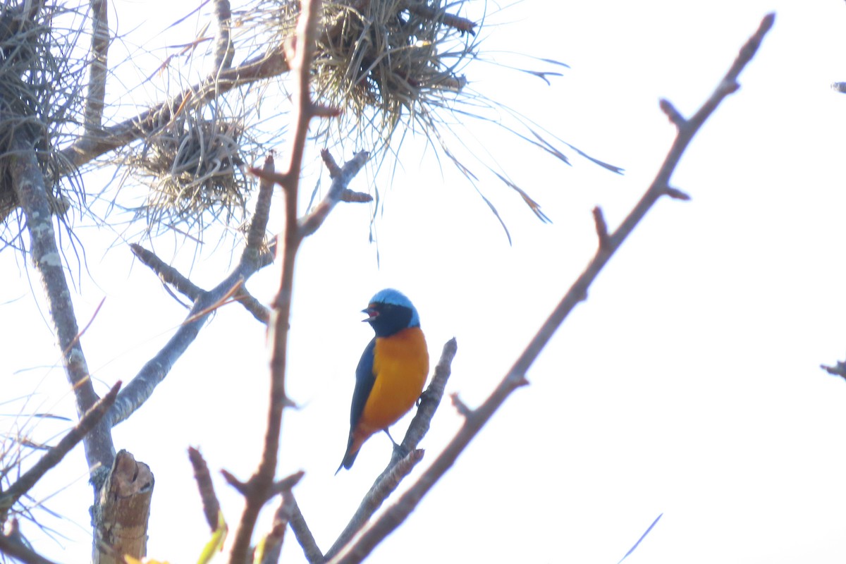 Elegant Euphonia - ML647532591