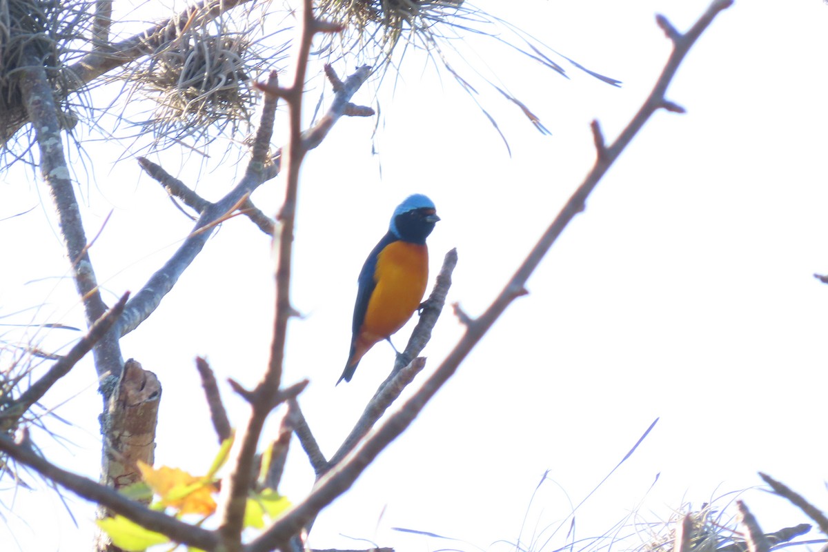 Elegant Euphonia - ML647532592