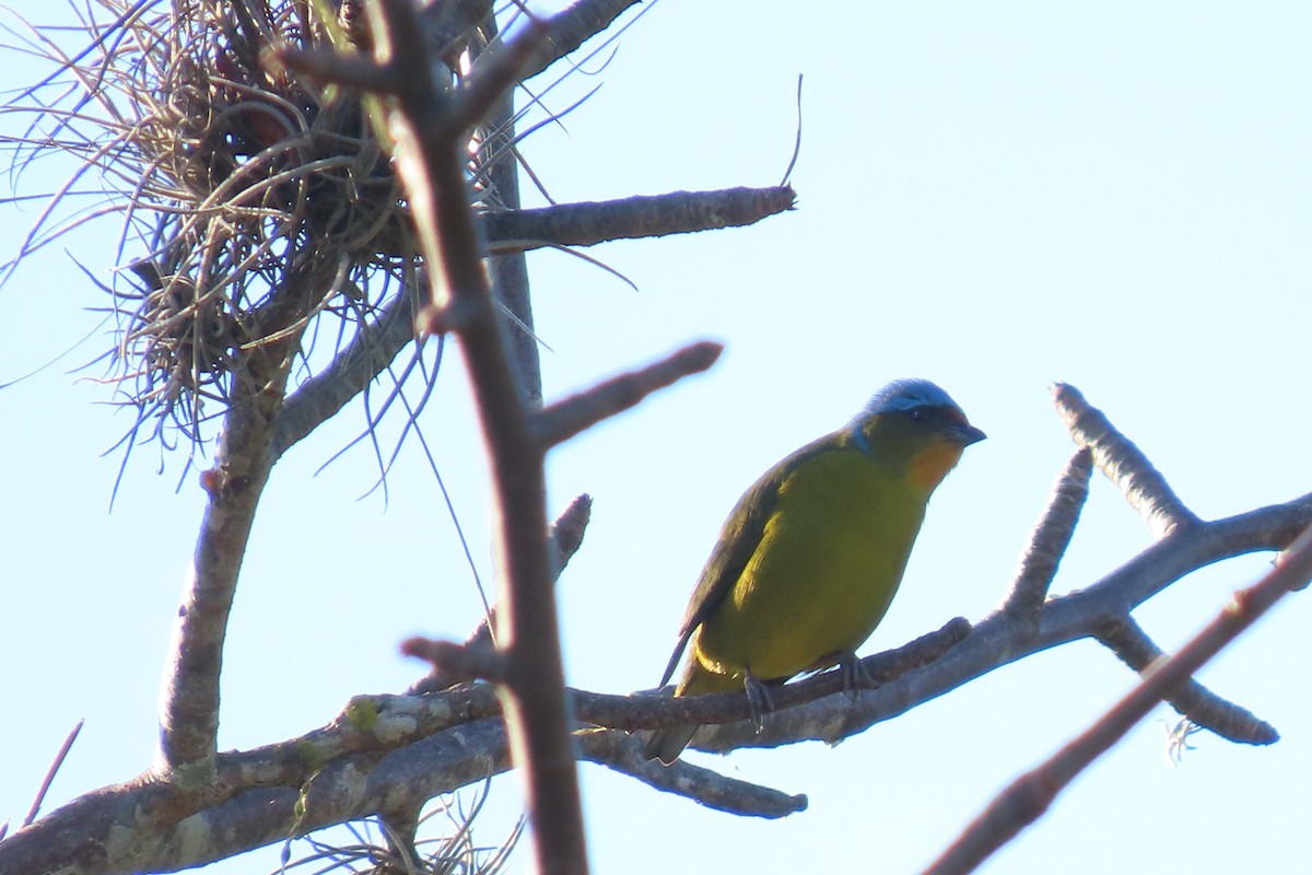 Elegant Euphonia - ML647532593