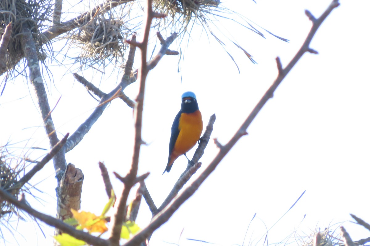 Elegant Euphonia - ML647532594