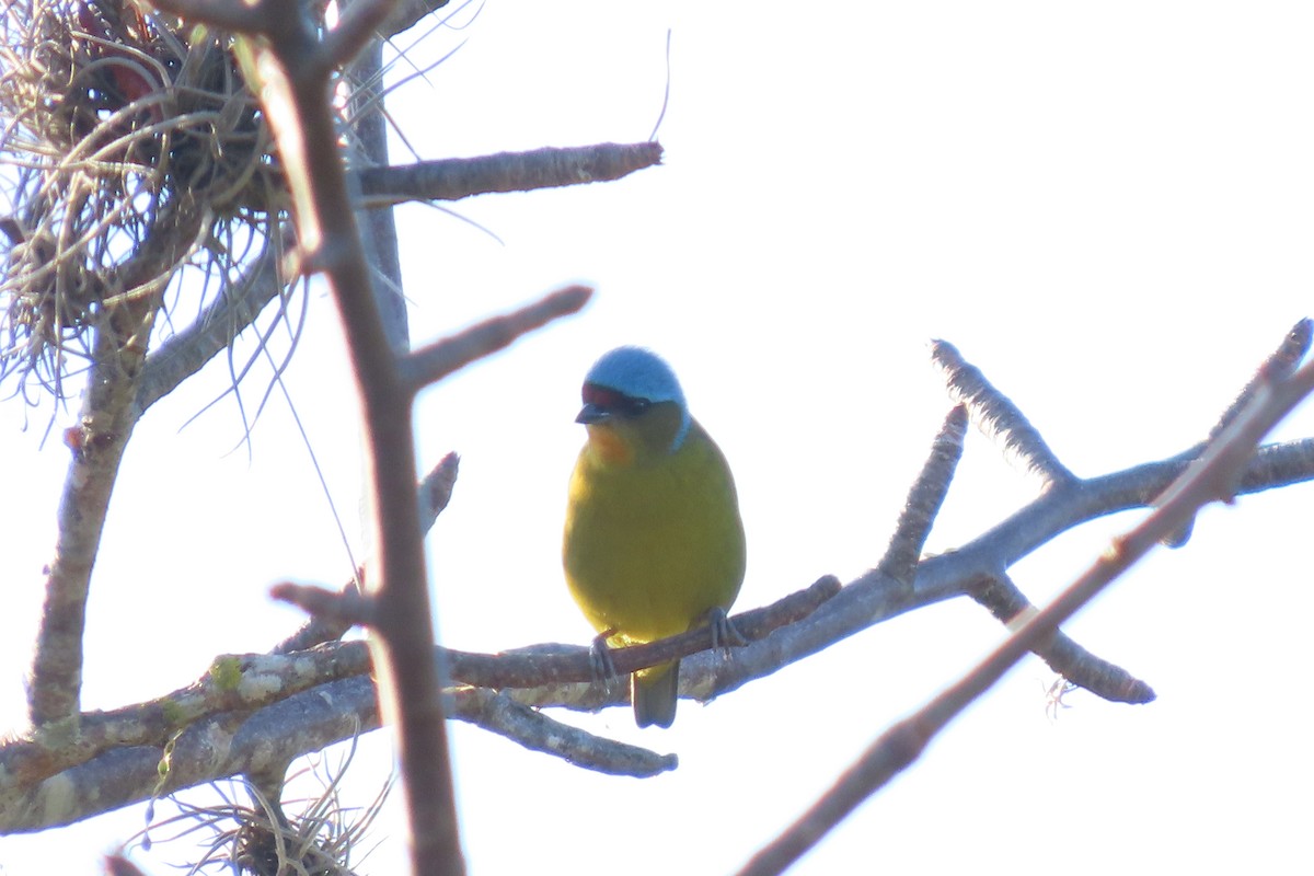 Elegant Euphonia - ML647532595