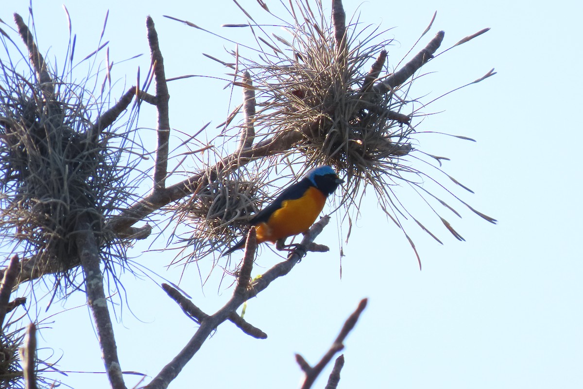 Elegant Euphonia - ML647532596