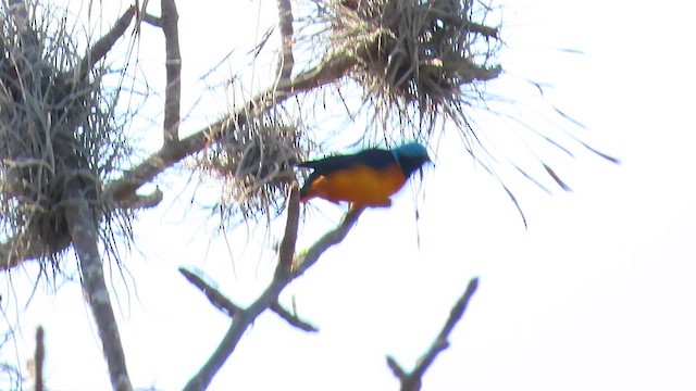 Zarif Öfonya - ML647532599