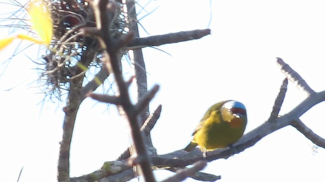 Zarif Öfonya - ML647532600