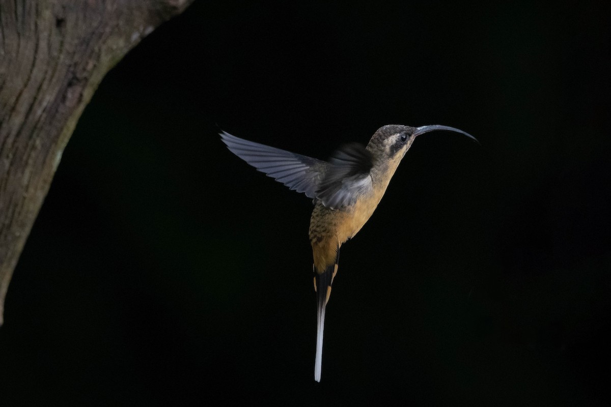 Ermite à ventre fauve - ML647532602