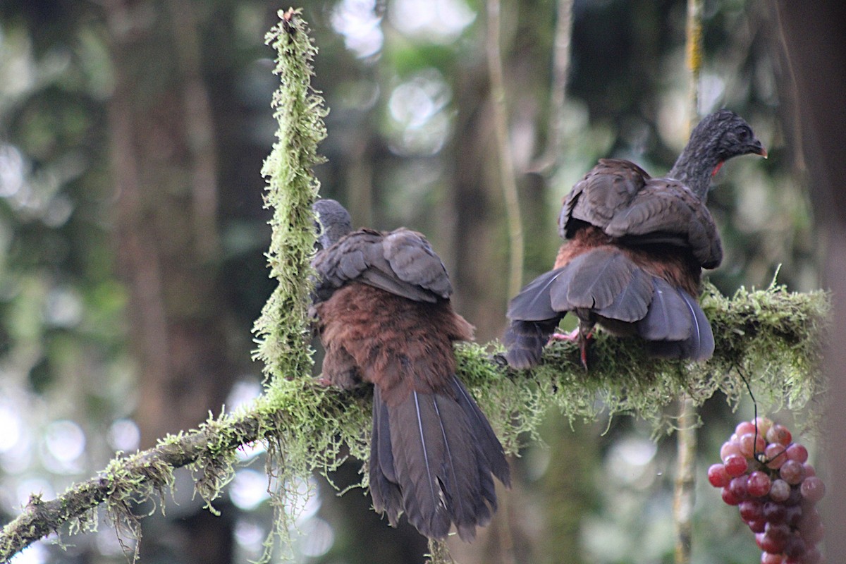 Andean Guan - ML647532608