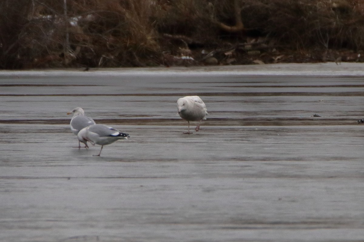 Gavión Hiperbóreo - ML647532611