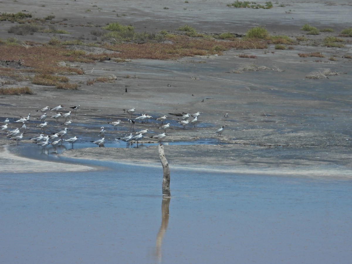 Kahverengi Başlı Martı - ML647532619