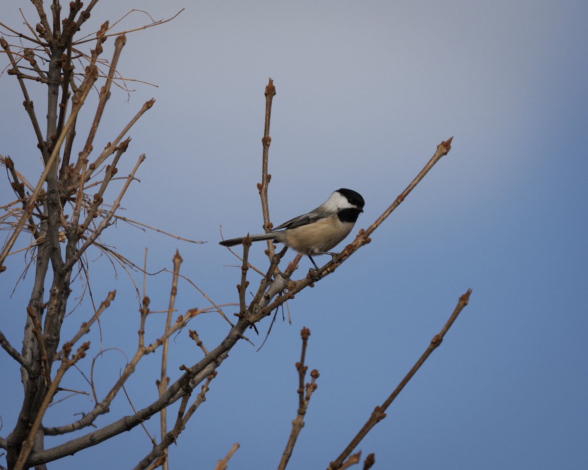 Amerika Baştankarası - ML647532621