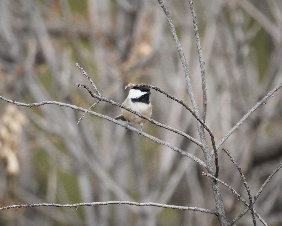 Amerika Baştankarası - ML647532623