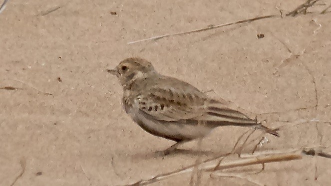 Ak Enseli Serçe Toygarı - ML647532624