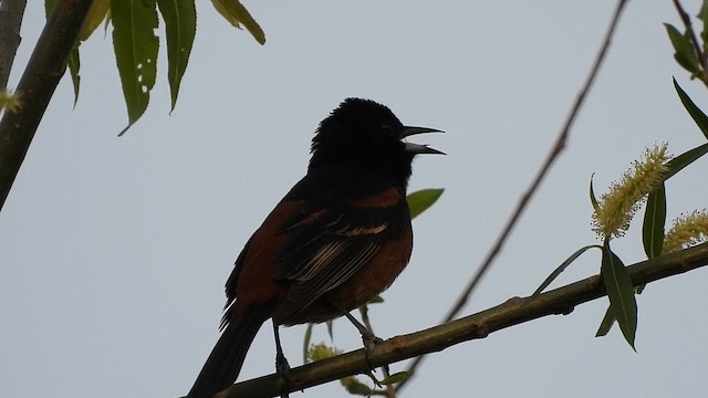 Bahçe Turpiyalı - ML647532625