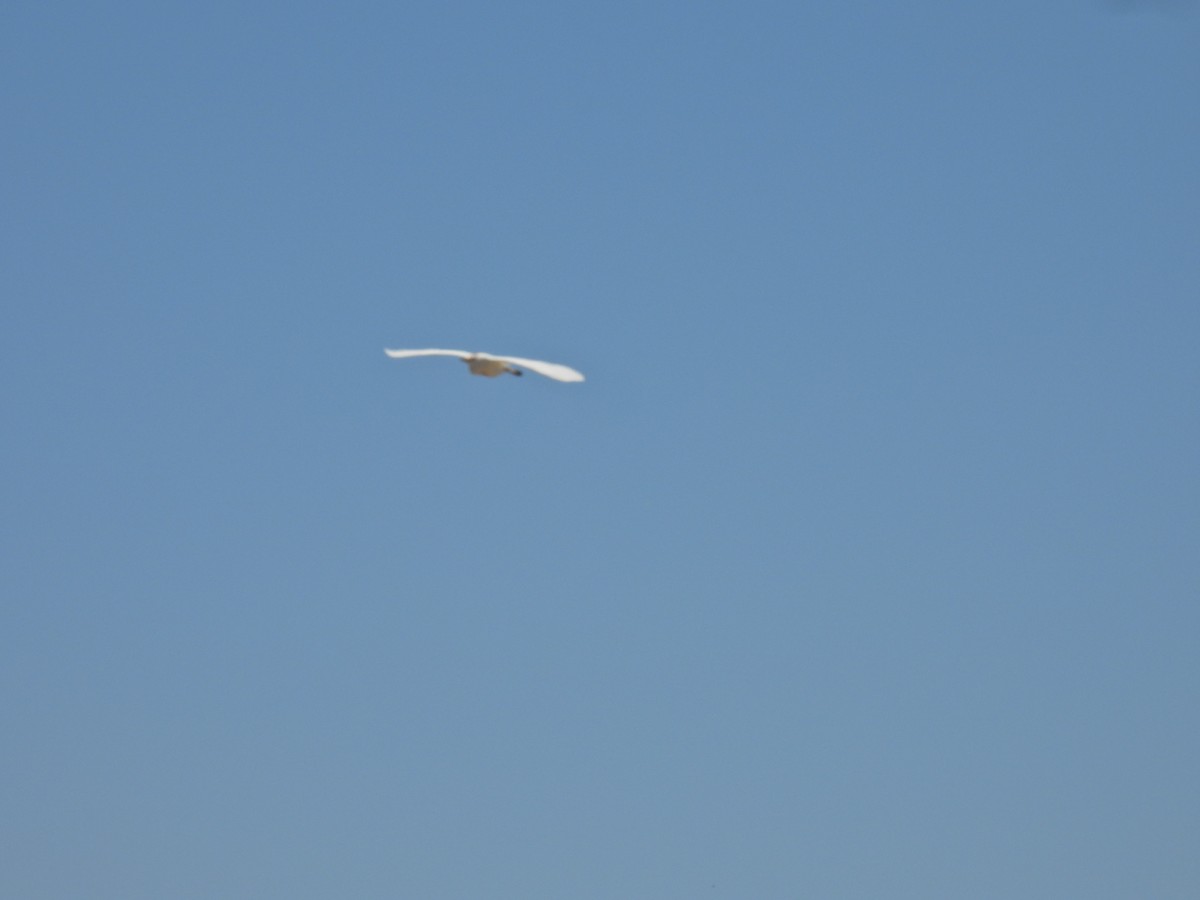 Sığır Balıkçılı - ML647532628