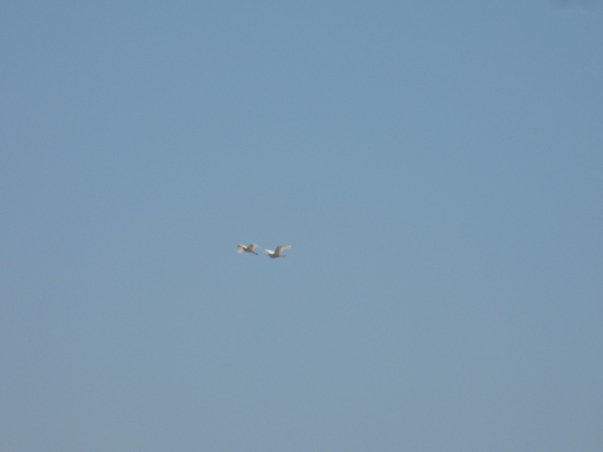 Sığır Balıkçılı - ML647532629