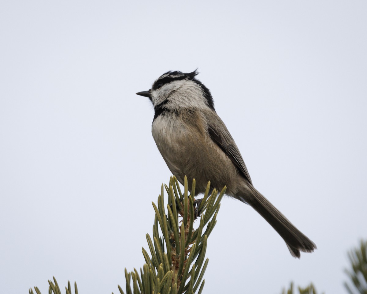 Gambel Baştankarası - ML647532630