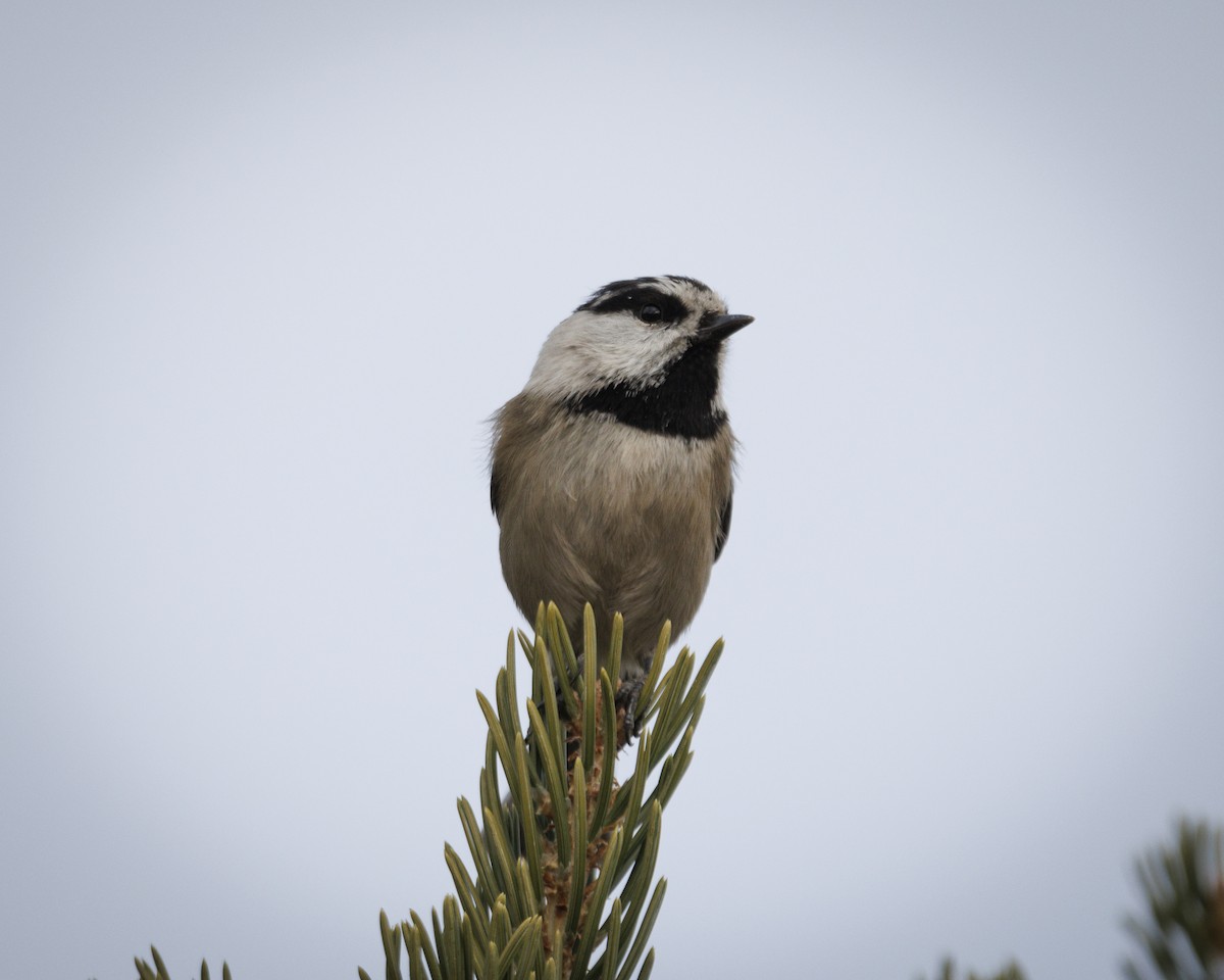 Gambel Baştankarası - ML647532631
