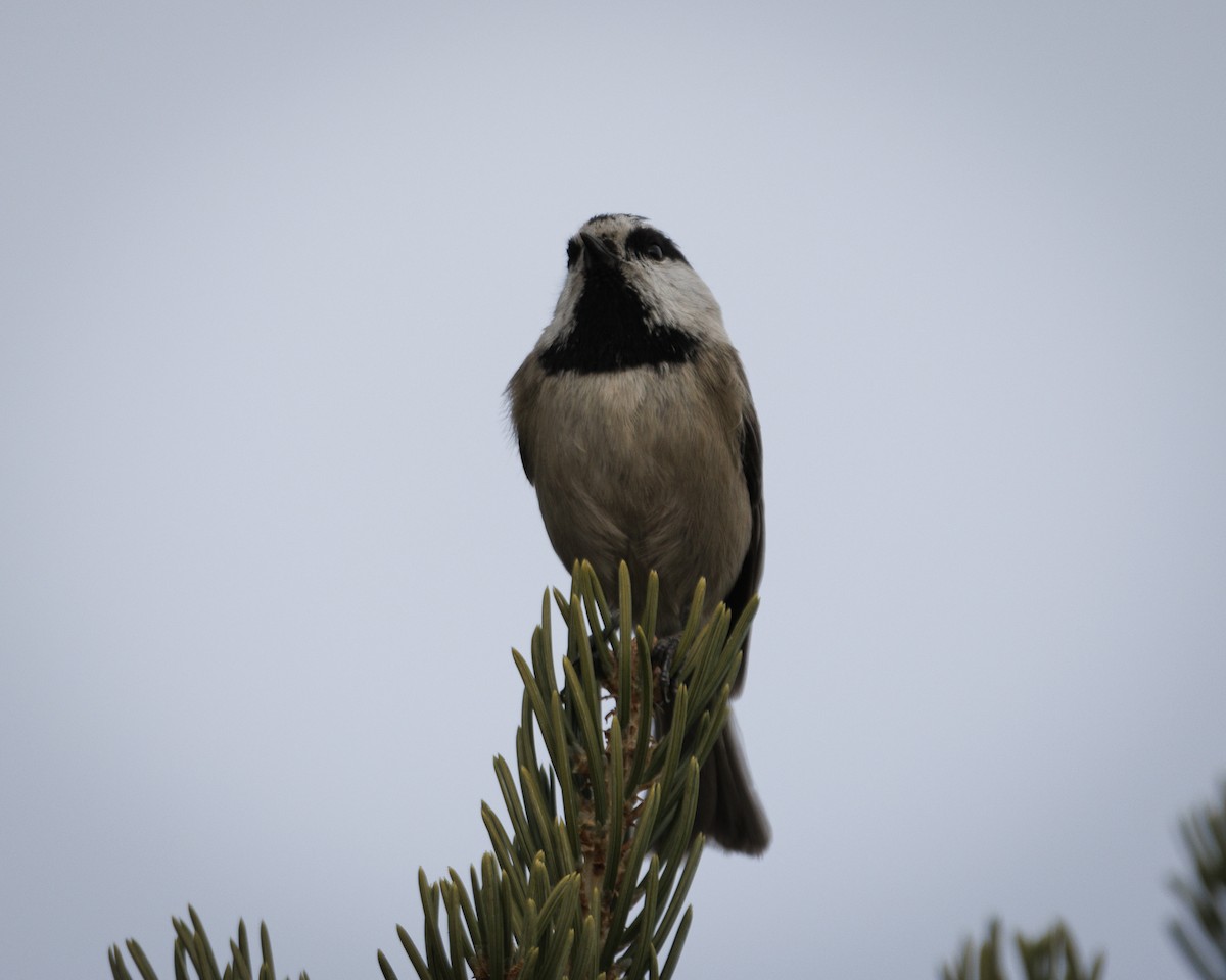 Gambel Baştankarası - ML647532632