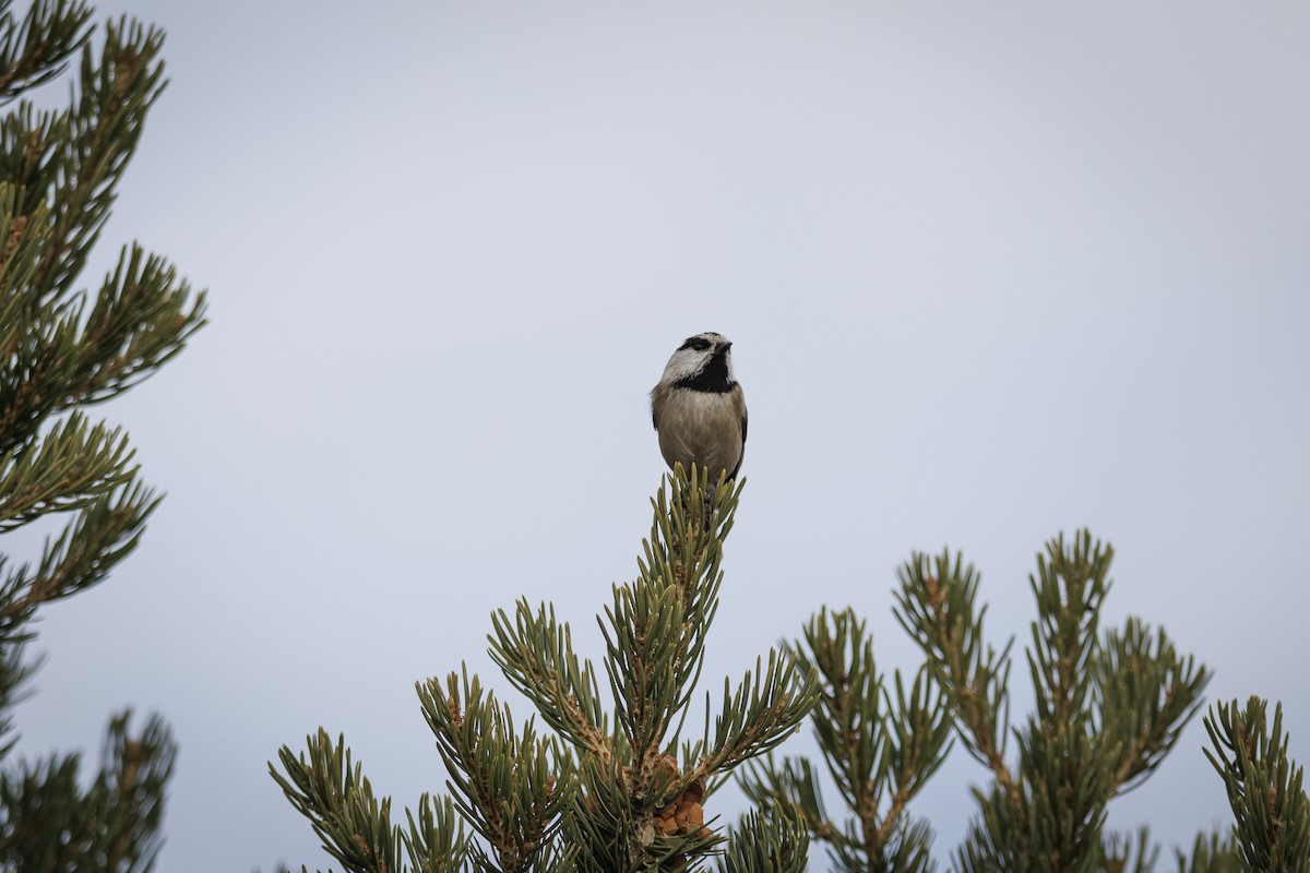 Gambel Baştankarası - ML647532633