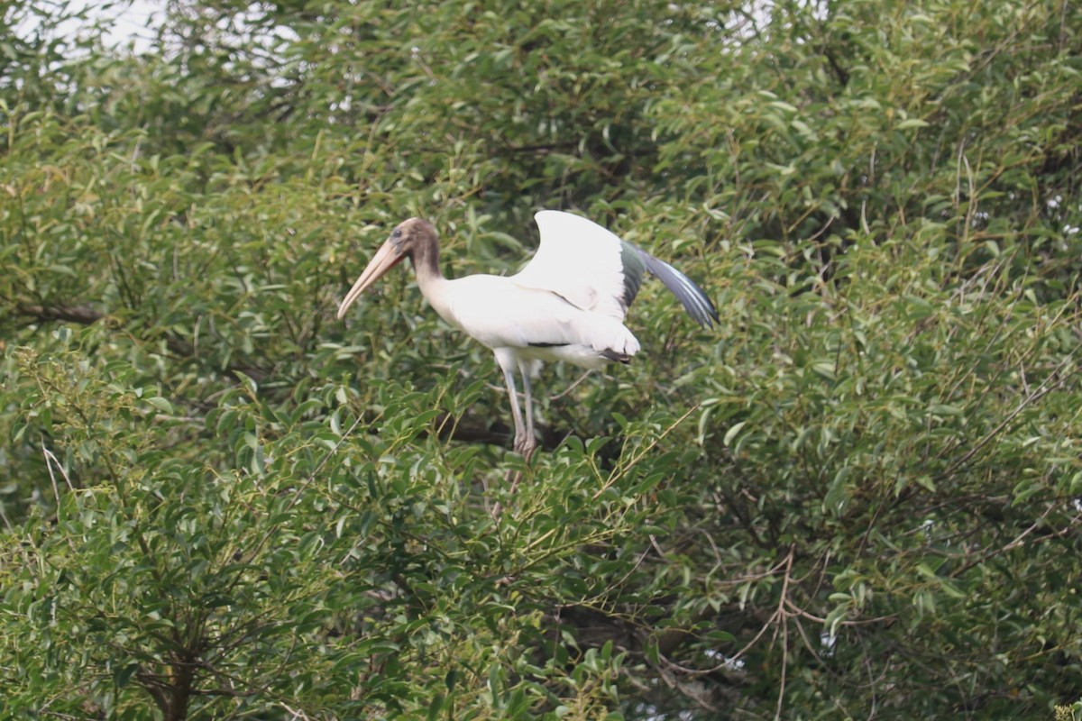 Kara Boyunlu Orman Leyleği - ML647532634