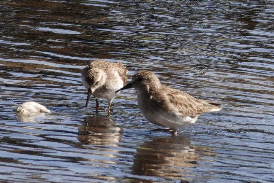 Cüce Kumkuşu - ML647532636