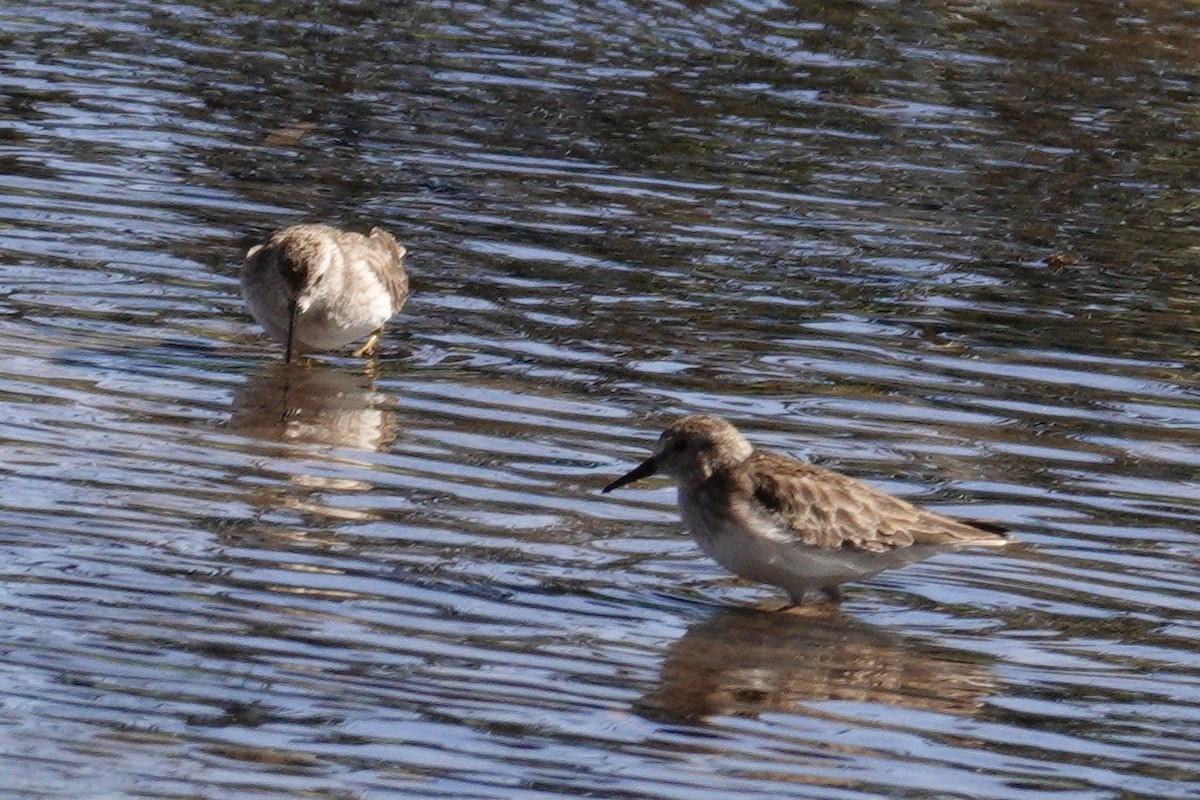 Cüce Kumkuşu - ML647532637