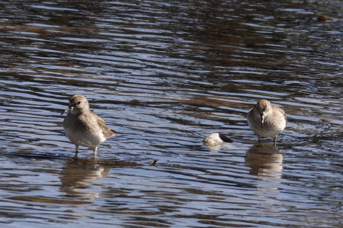 Cüce Kumkuşu - ML647532638