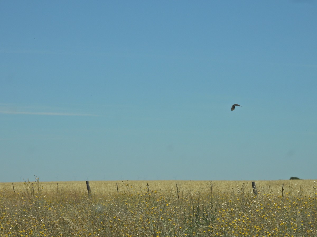 Hindi Akbabası - ML647532639