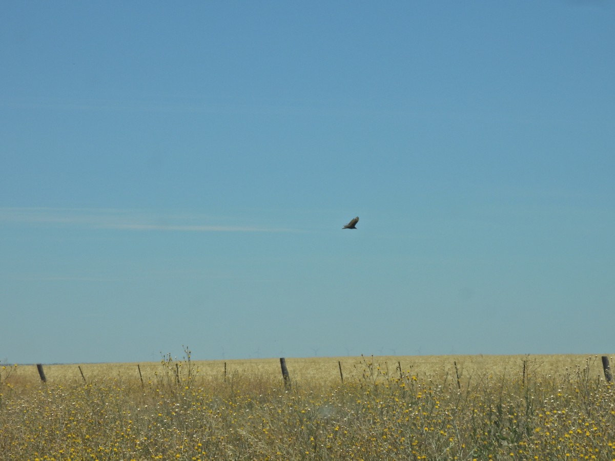 Hindi Akbabası - ML647532640