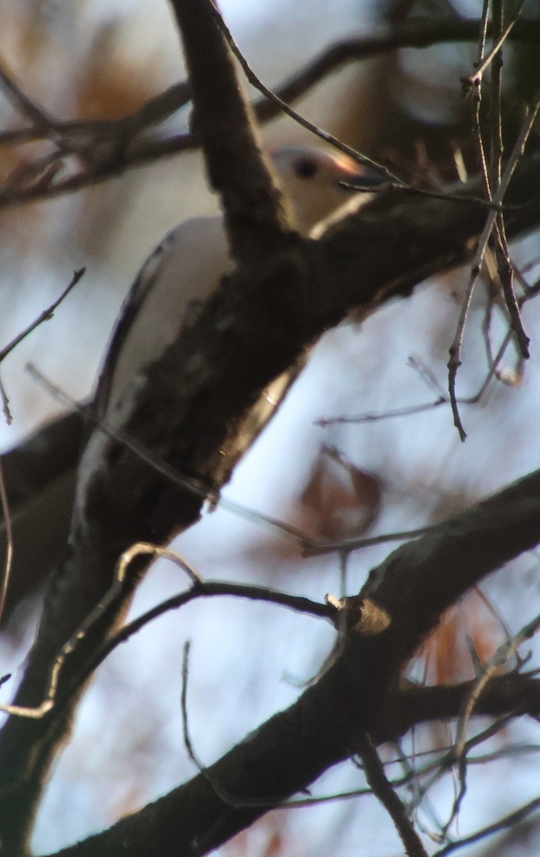 Kızılca Karınlı Ağaçkakan - ML647532641