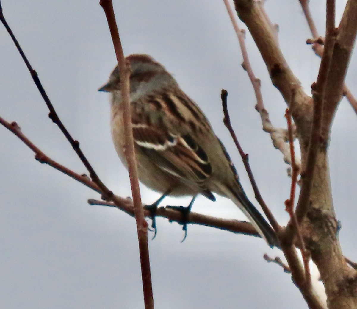 Hudson Körfezi Serçesi - ML647532642