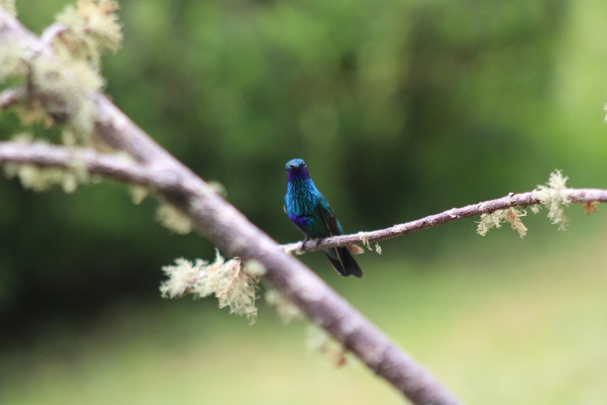 Parlak Morkulak - ML647532643