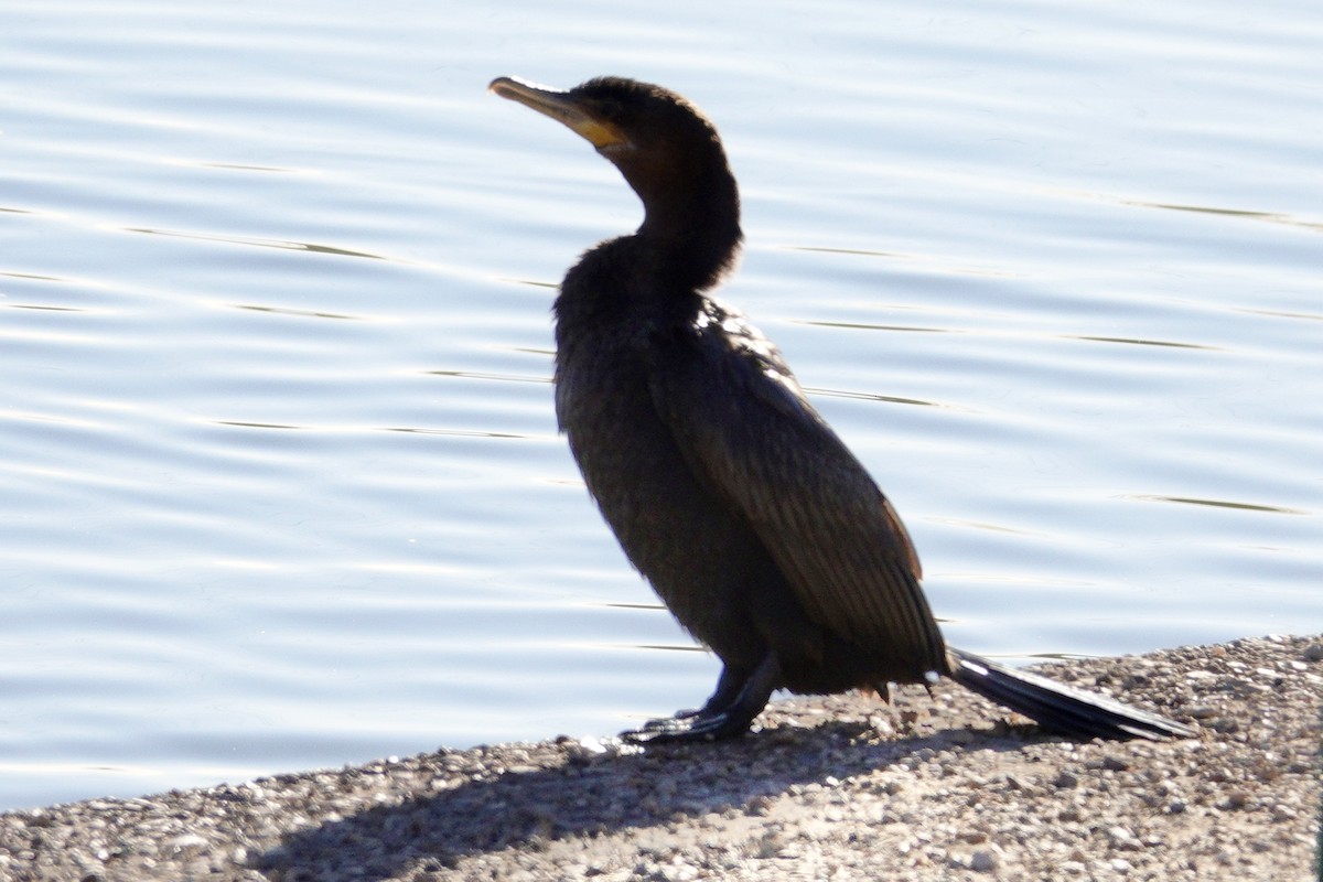 Neotropikal Karabatak - ML647532644