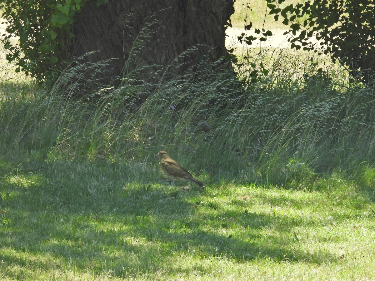 Çimango Karakarası - ML647532645