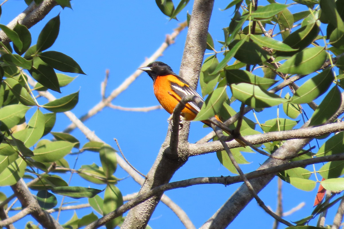 Baltimor Turpiyalı - ML647532646