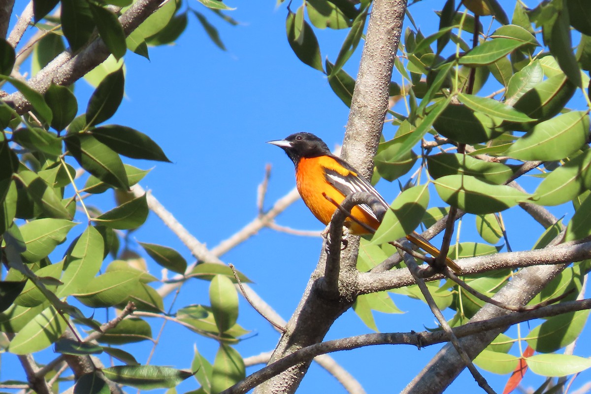 Baltimor Turpiyalı - ML647532647