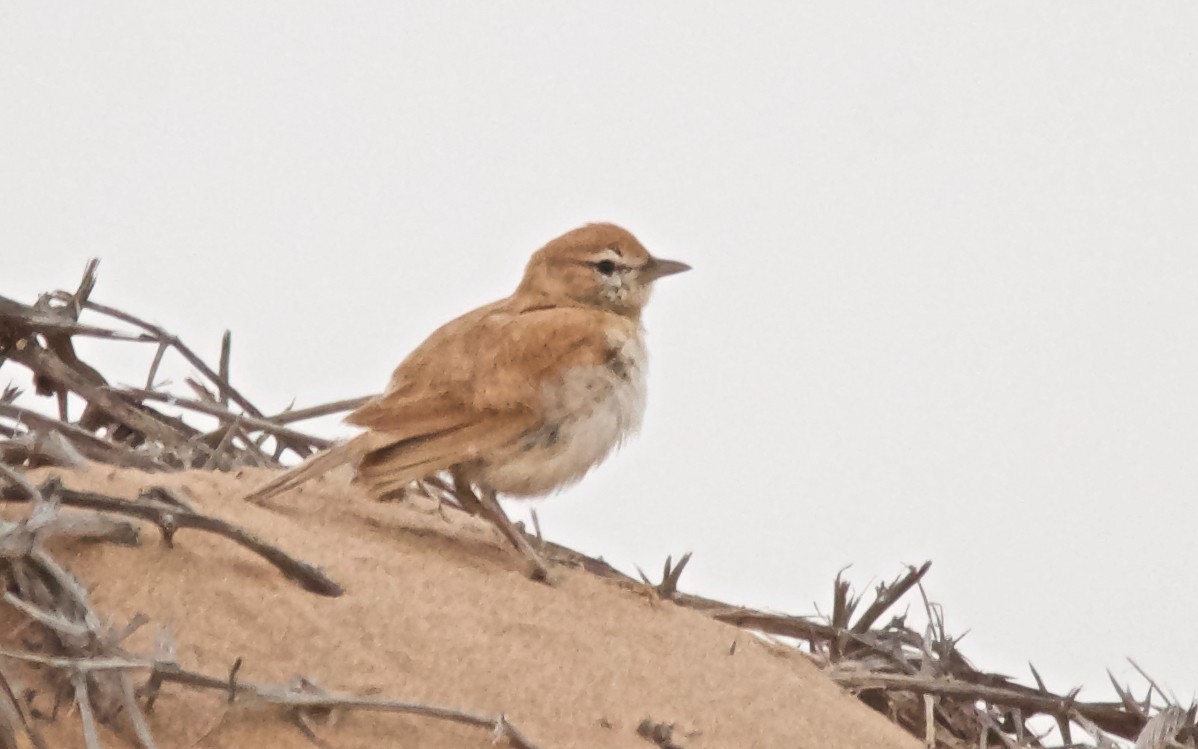 Kumul Toygarı - ML647532649