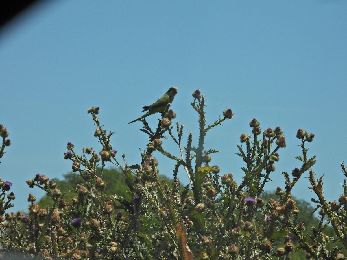 Keşiş Papağanı - ML647532650