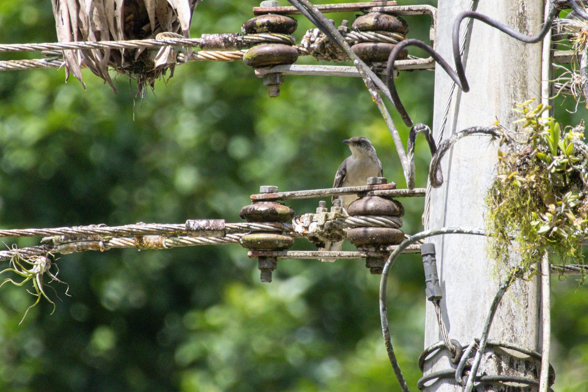 Tropikal Taklitçi - ML647532660