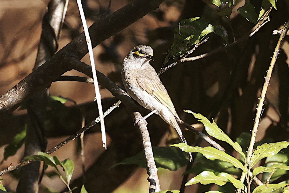 Sarı Yanaklı Balkuşu - ML647532674