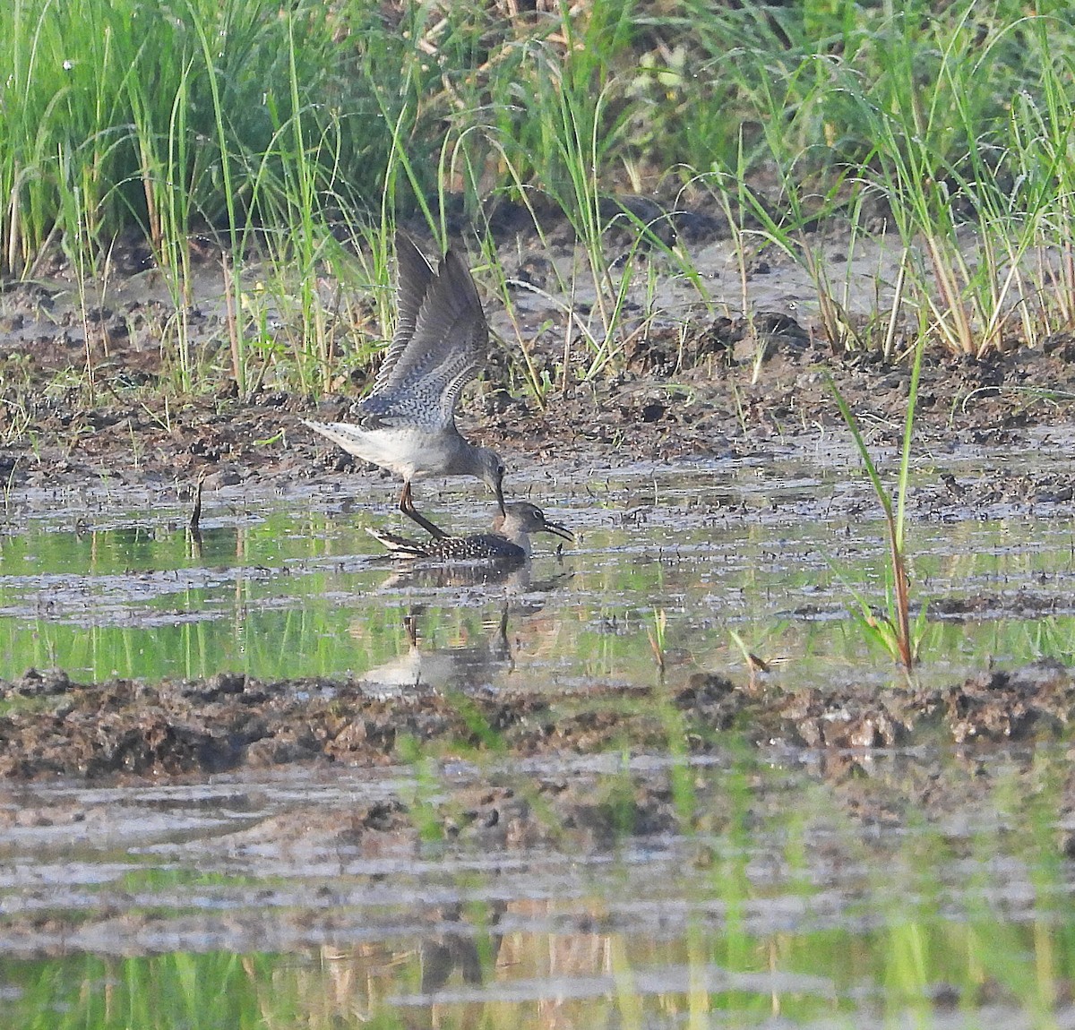 Wood Sandpiper - ML647532677