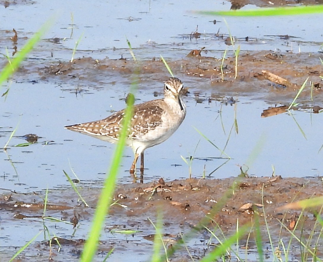Wood Sandpiper - ML647532685