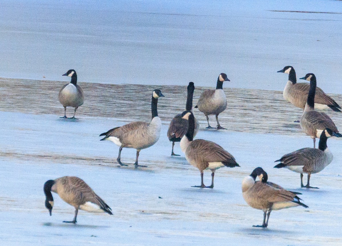 berneška malá/velká - ML647532690