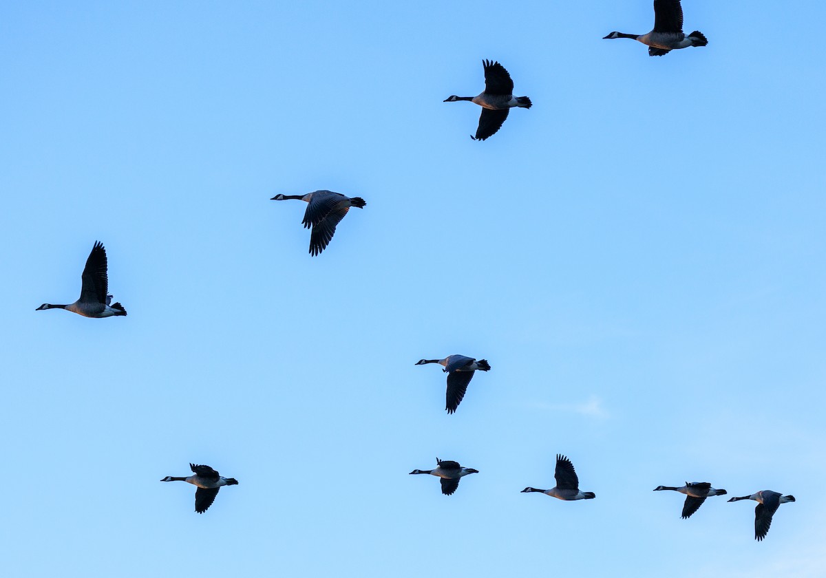 berneška malá/velká - ML647532691