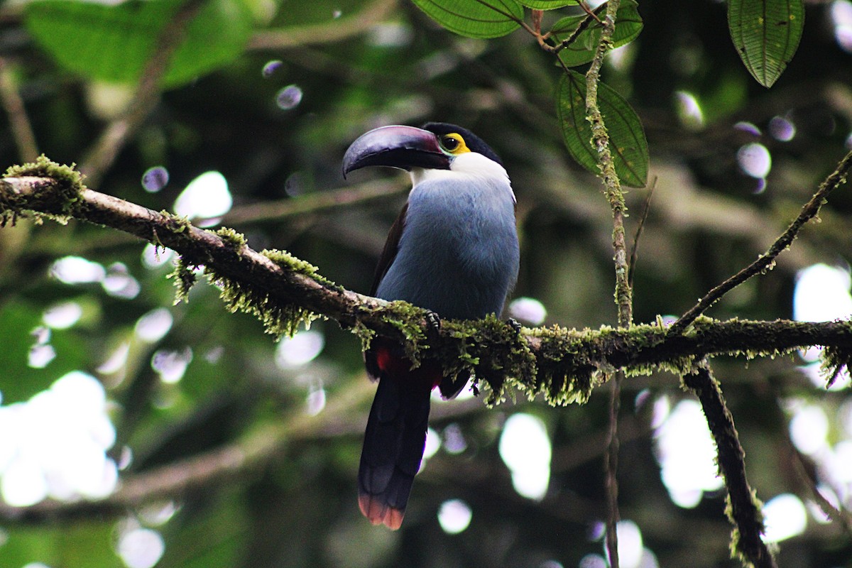 Андигена білощока - ML647532694